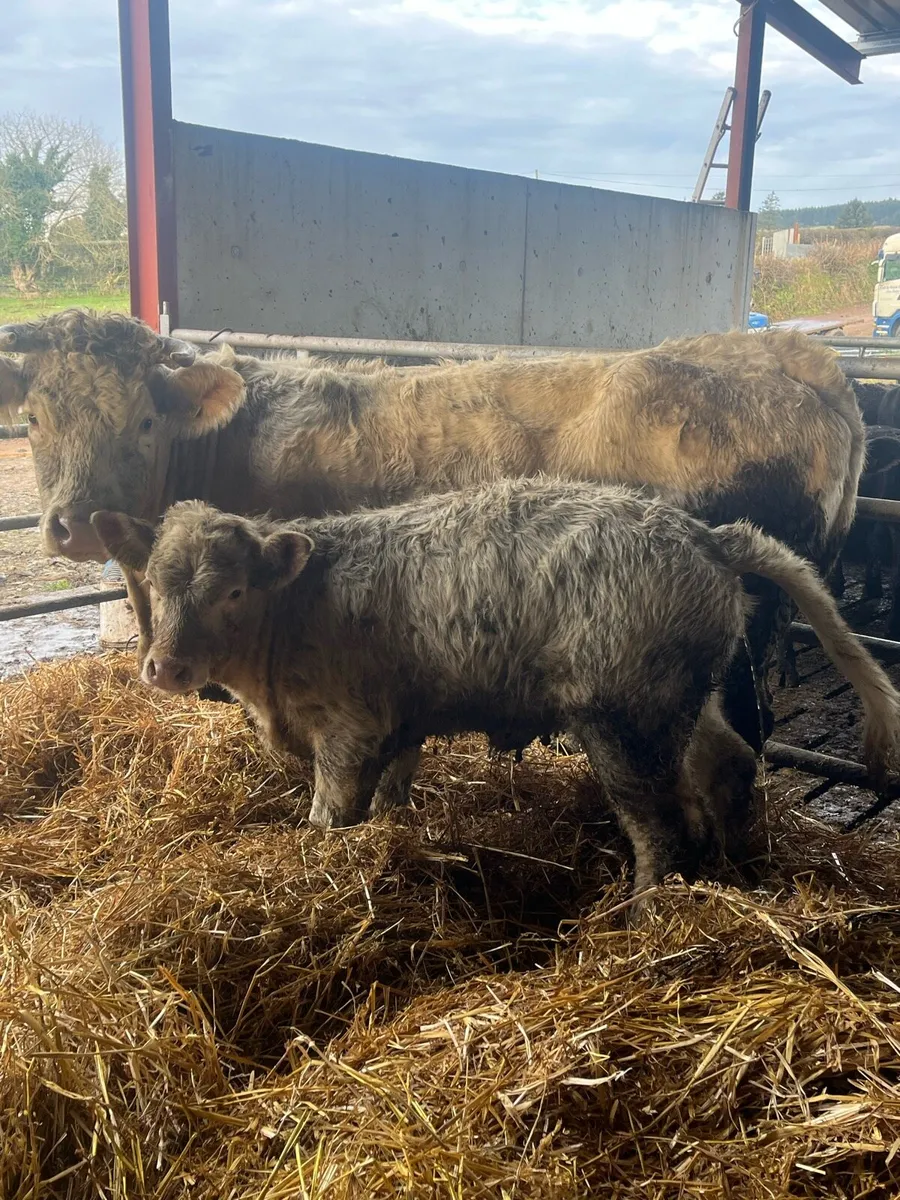 Pedigree Charlaois Cow & Calf - Image 3