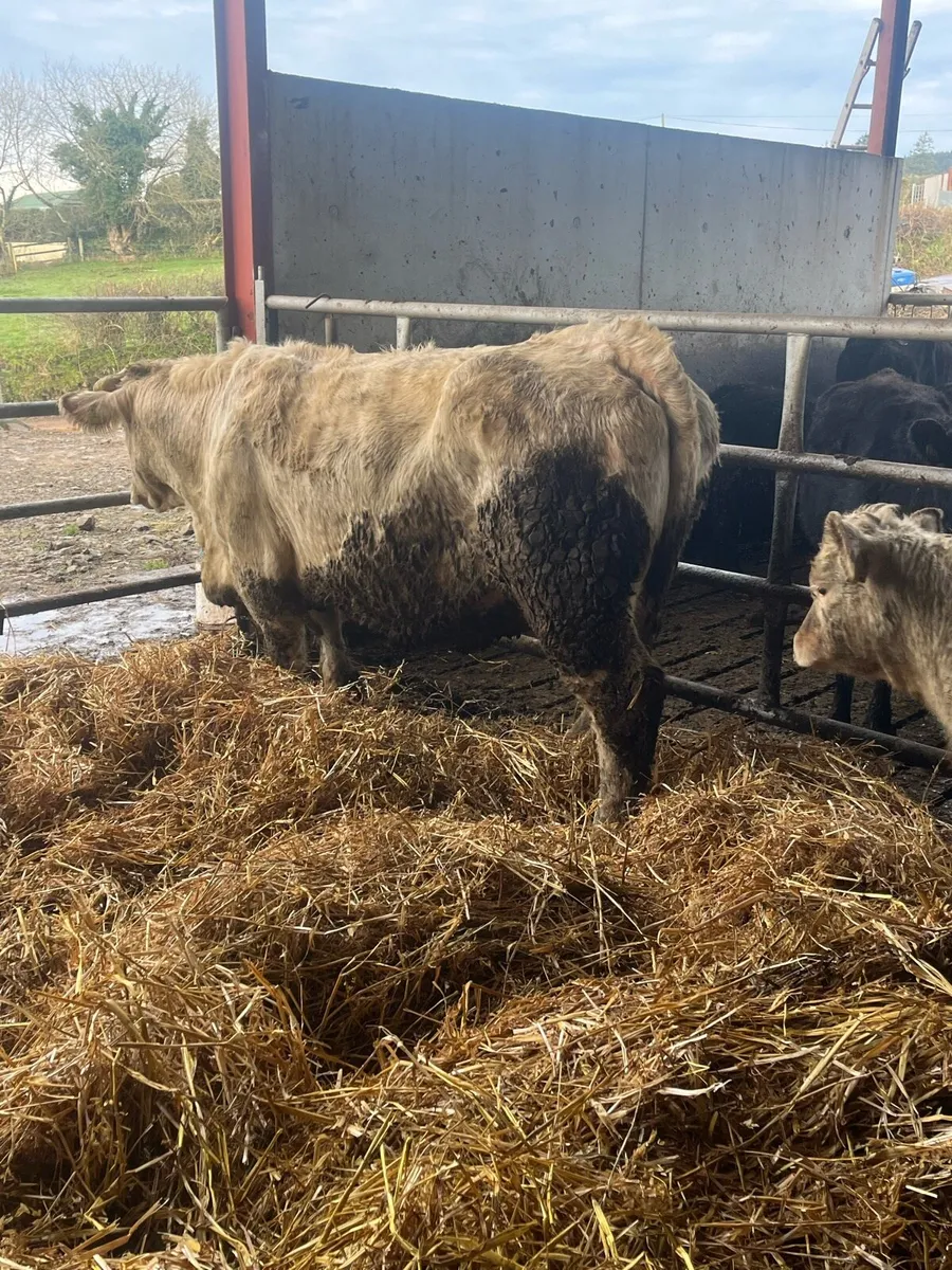 Pedigree Charlaois Cow & Calf - Image 4