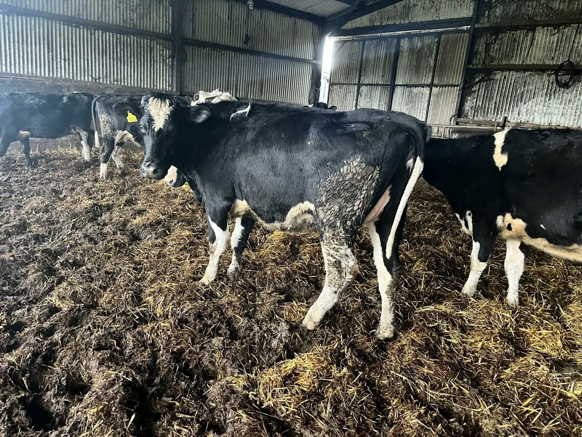 Dairy Sale Enniscorthy Mart 21st January 2pm - Image 1