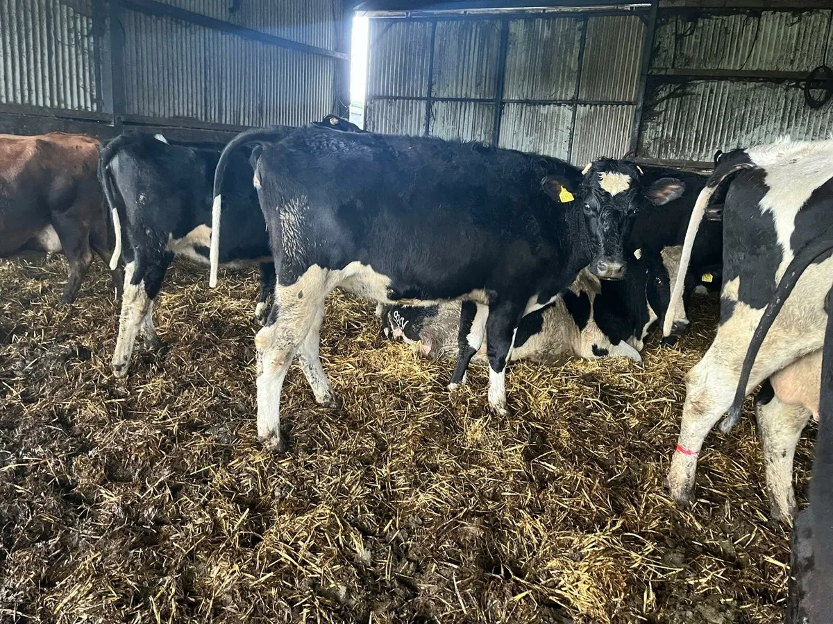 Dairy Sale Enniscorthy Mart 21st January 2pm - Image 2