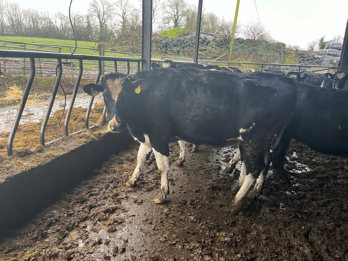 Dairy Sale Enniscorthy Mart 21st January 2pm - Image 3