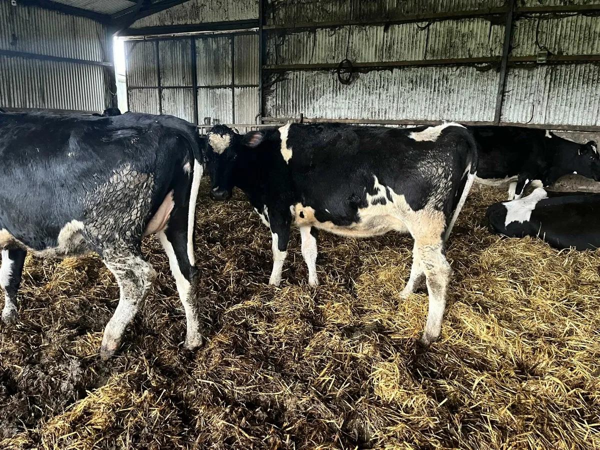 Dairy Sale Enniscorthy Mart 21st January 2pm - Image 4