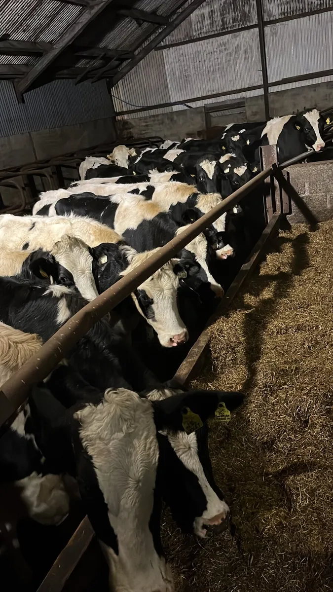 Incalf Hol/Frisian heifers - Image 1