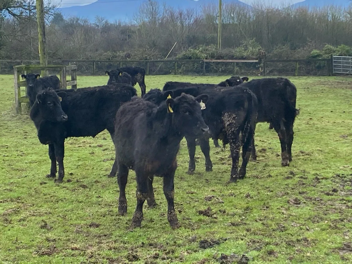 12 Bullocks for Sale 230kg - Image 2