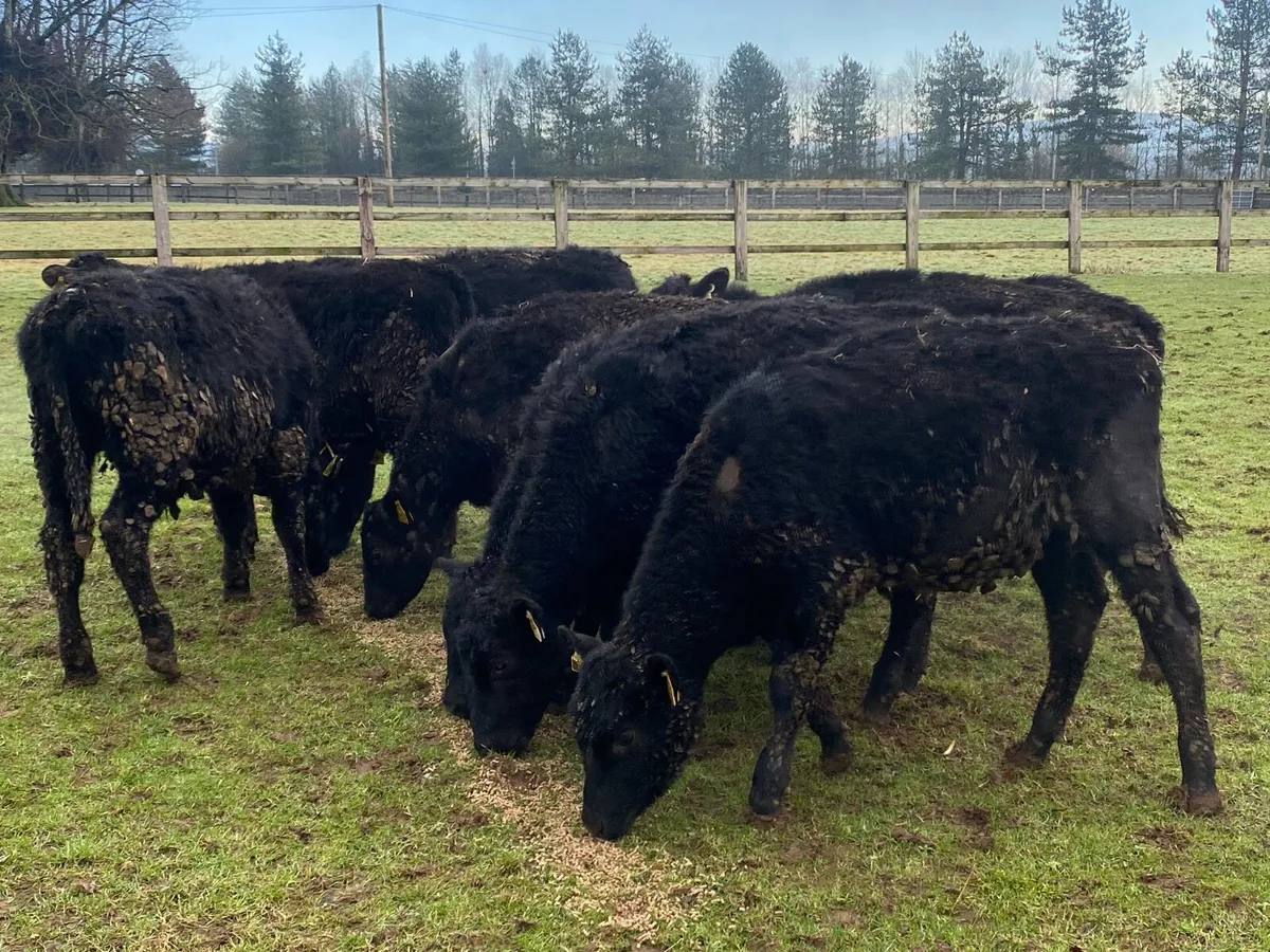 12 Bullocks for Sale 230kg - Image 1