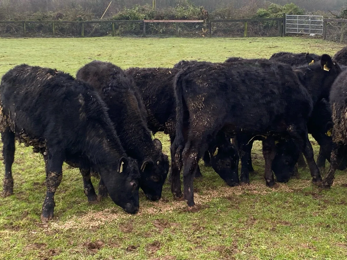 12 Bullocks for Sale 230kg - Image 4