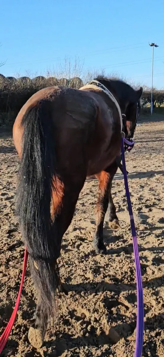 14.2 4 yo Gelding. - Image 1