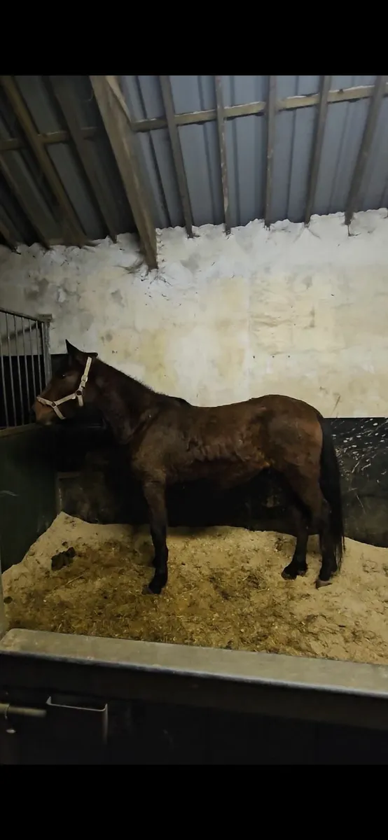 14.2 4 yo Gelding. - Image 2