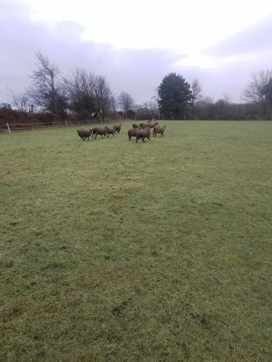 Heavy Store Lambs For Sale - Image 1