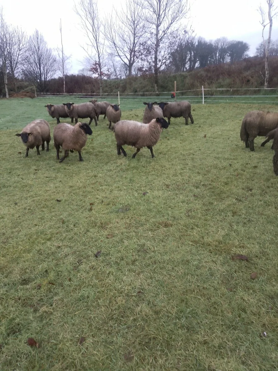 Heavy Store Lambs For Sale - Image 2