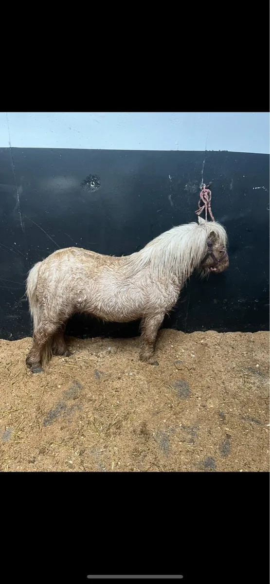 Fellabella stallion - Image 1