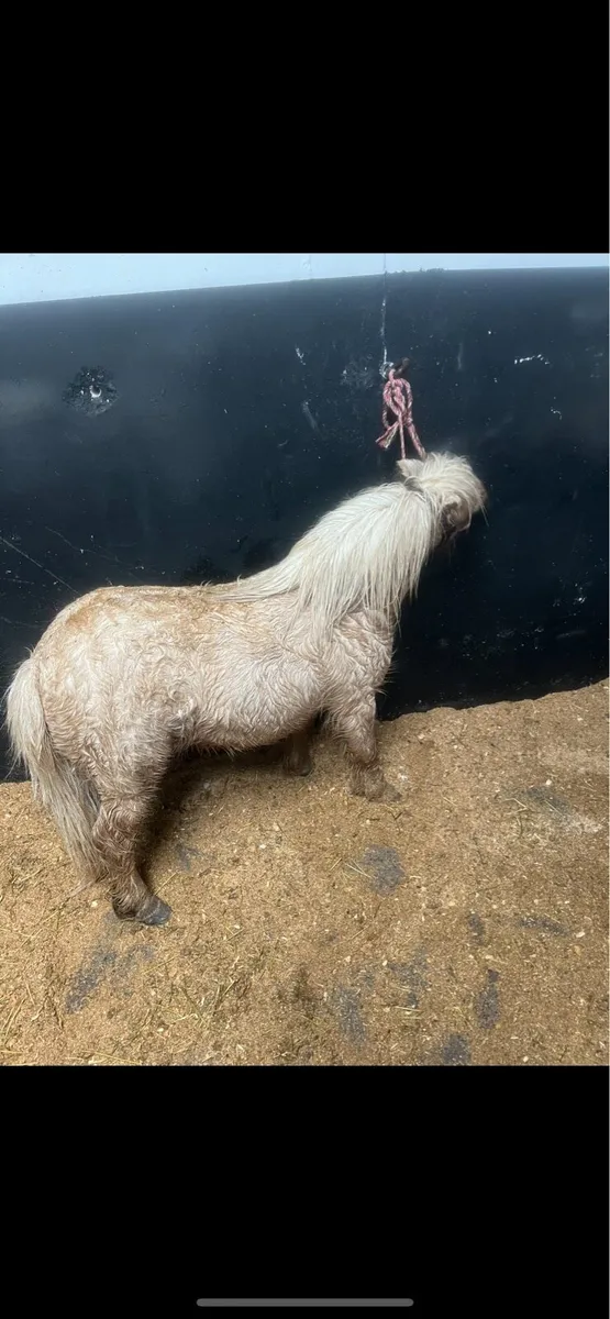 Fellabella stallion - Image 2