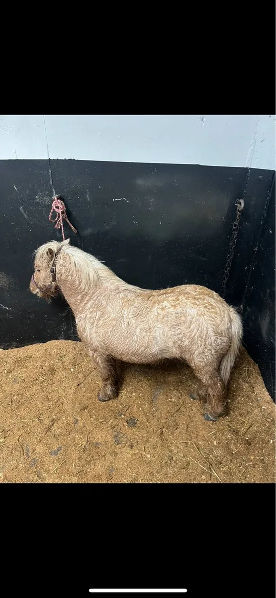 Fellabella stallion - Image 3