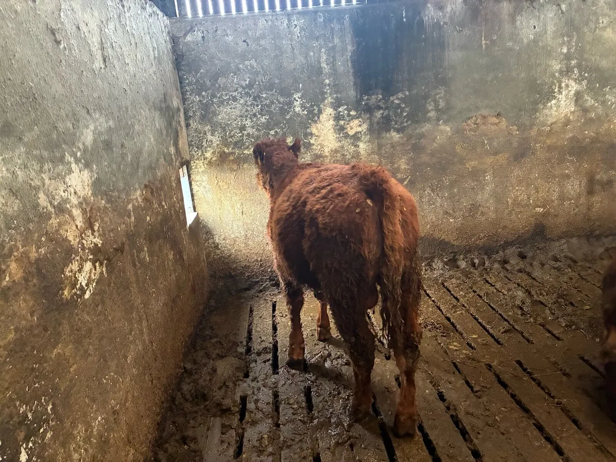 Hybrid bull weanling - Image 2