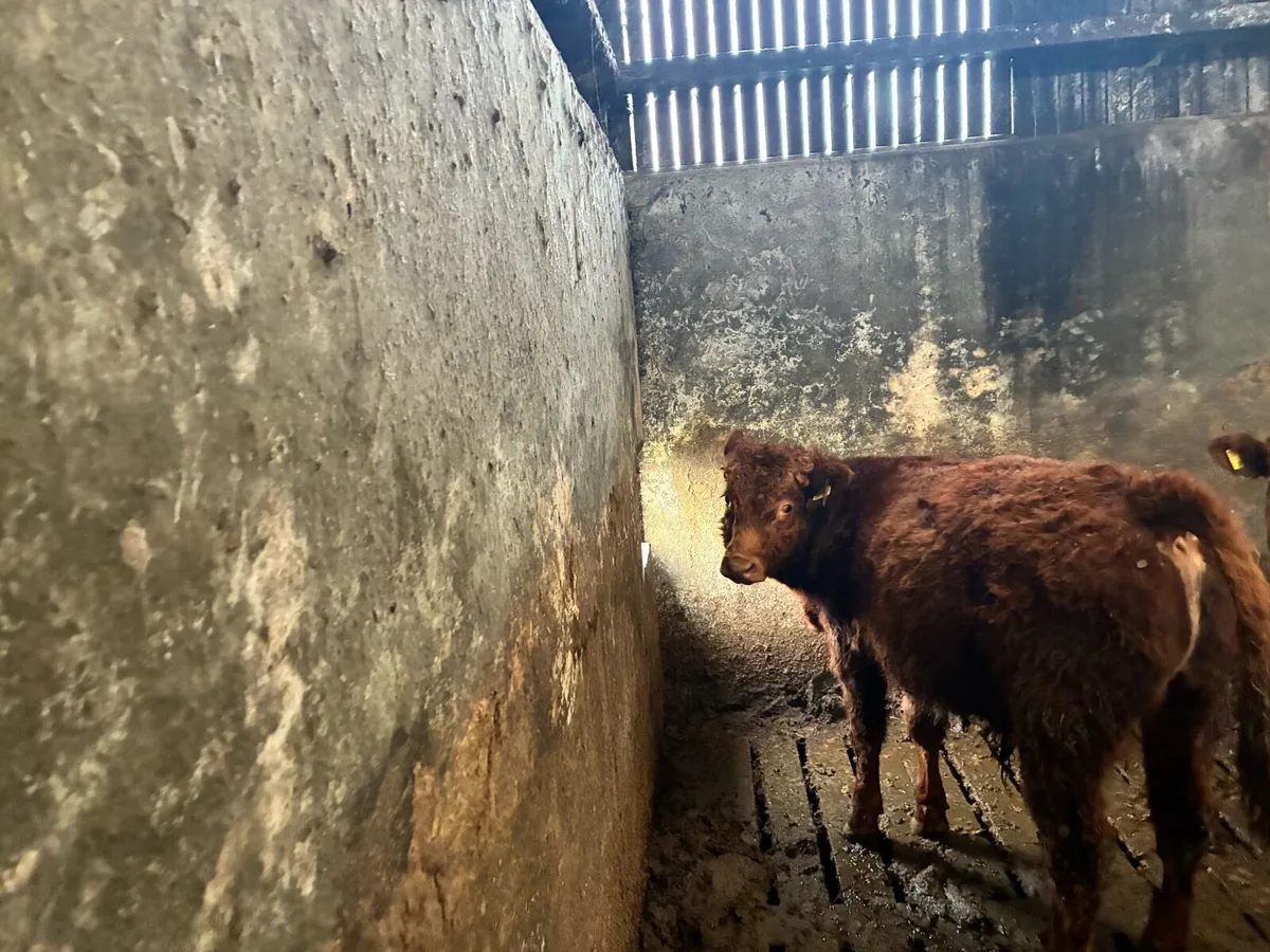 Hybrid bull weanling - Image 1