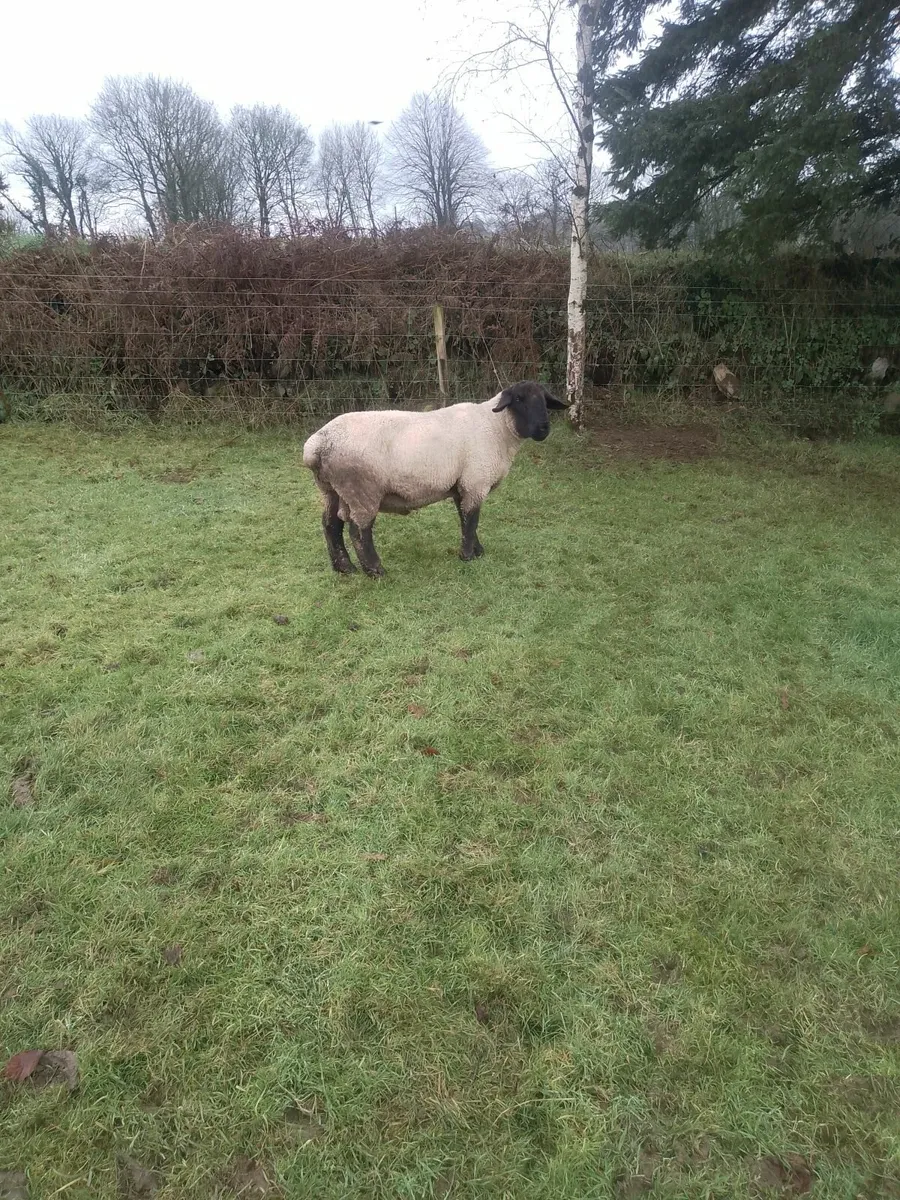 Suffolk Purebred Ram For Sale - Image 2