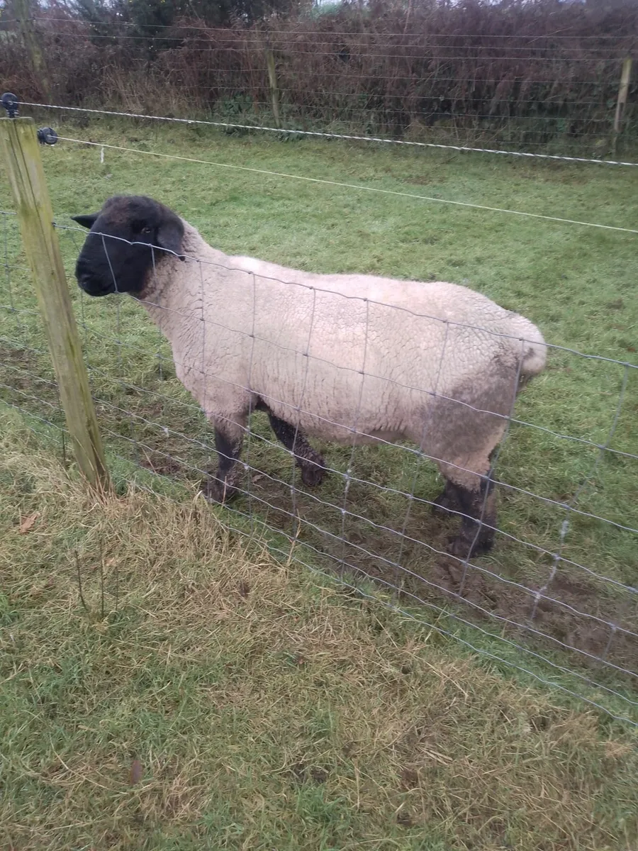 Suffolk Purebred Ram For Sale - Image 1