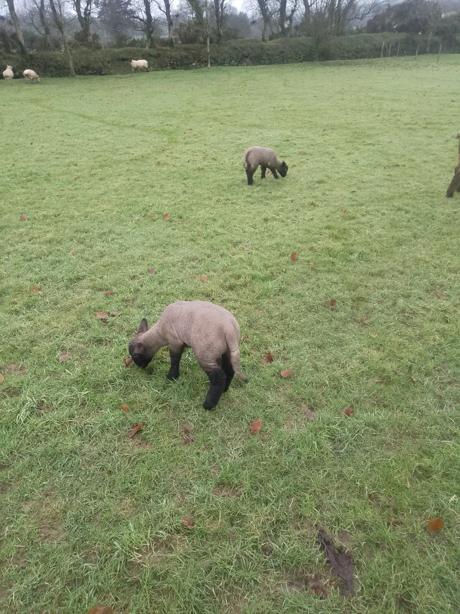 Suffolk Purebred Ram For Sale - Image 4