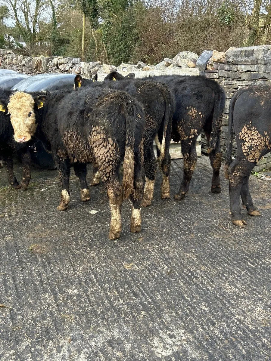 6 Quality AA/HE bullocks 250kg No Moves - Image 1