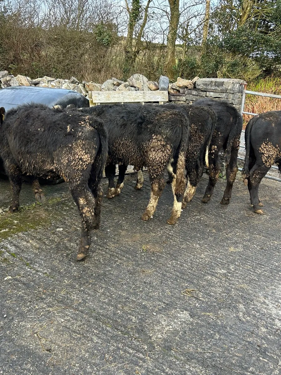 6 Quality AA/HE bullocks 250kg No Moves - Image 2