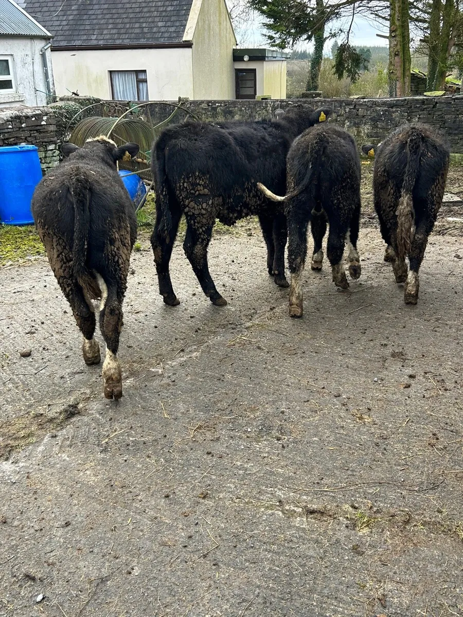 6 Quality AA/HE bullocks 250kg No Moves - Image 4