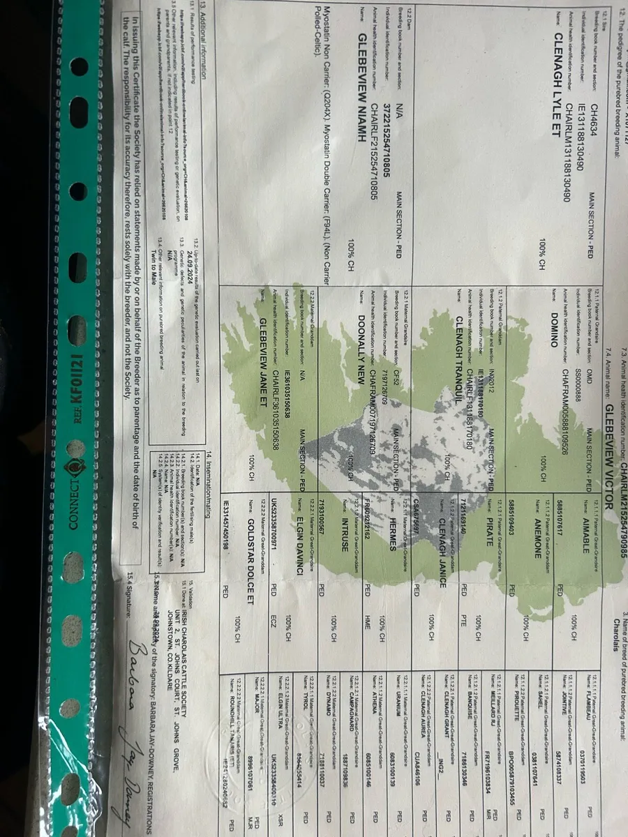 Charolais Bull - Image 2