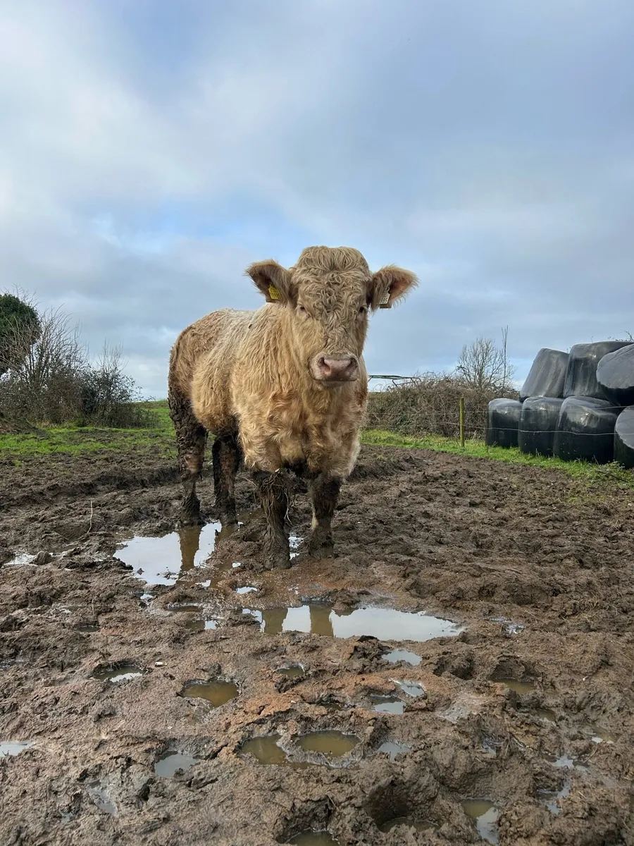 Charolais Bull - Image 1
