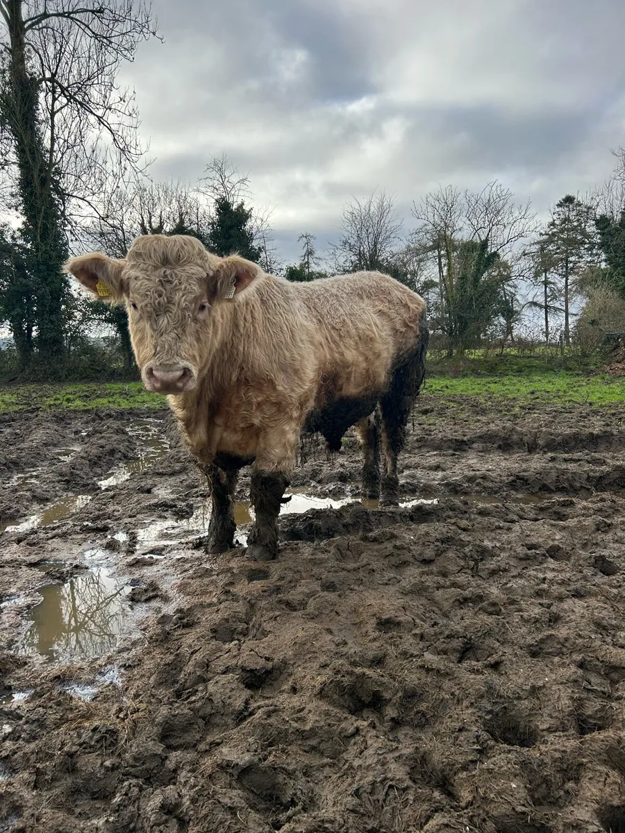 Charolais Bull - Image 3