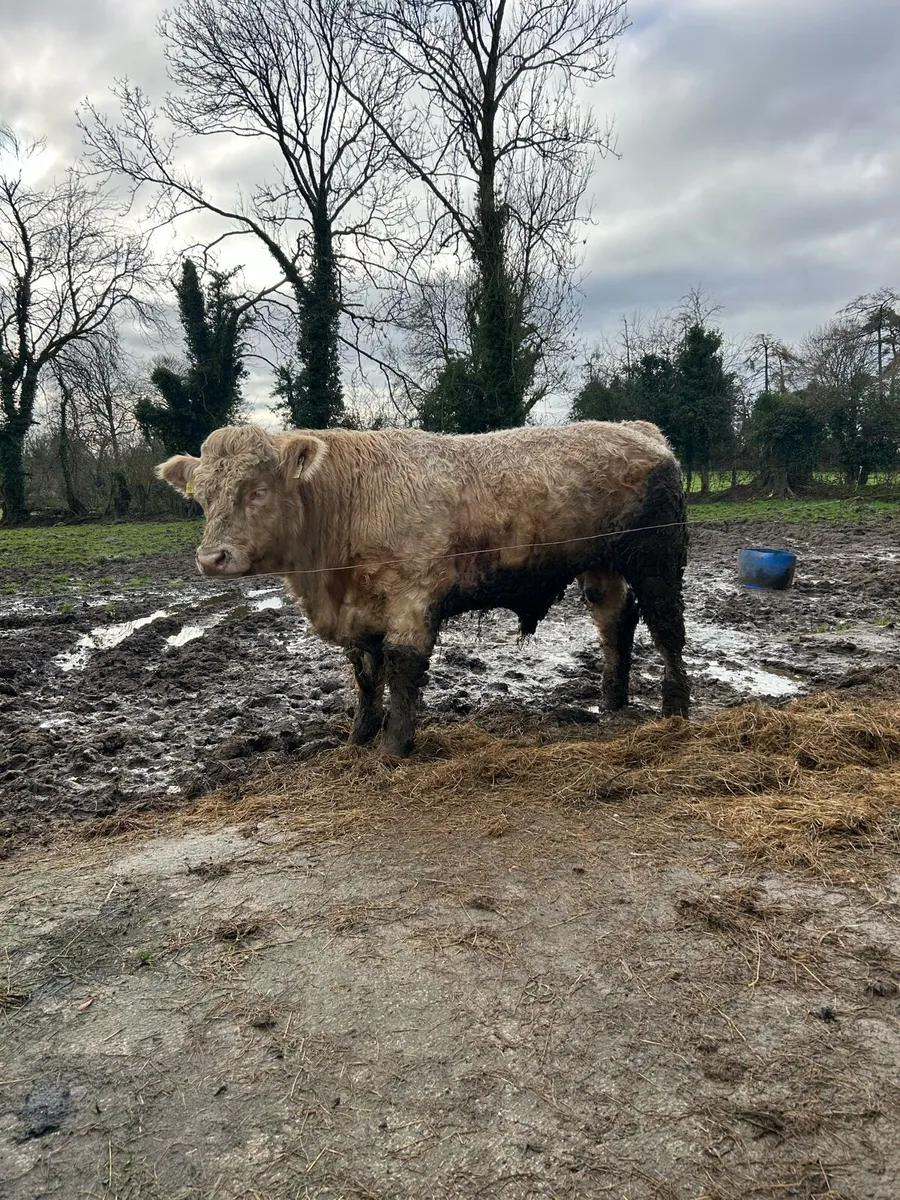 Charolais Bull - Image 4