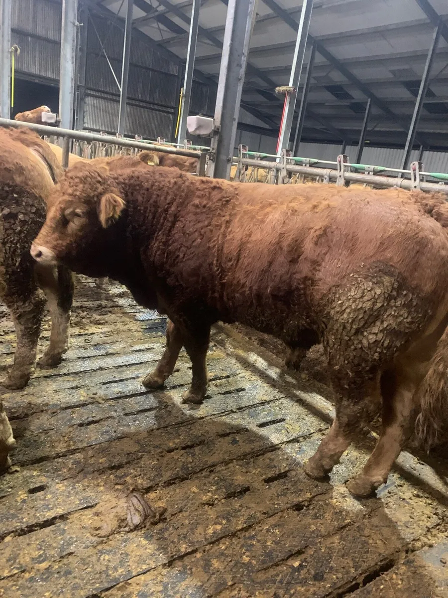 Limousine Bull’s - Image 1