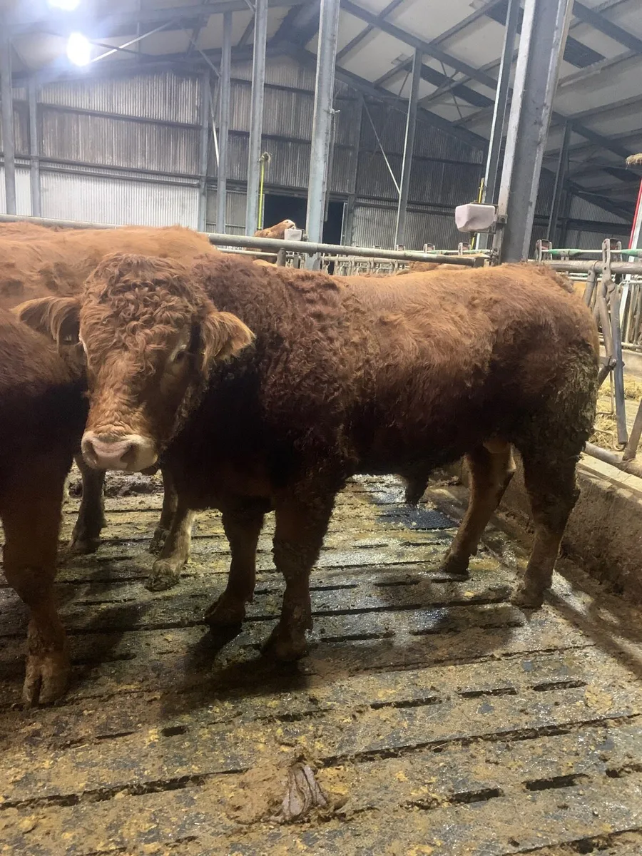 Limousine Bull’s - Image 2