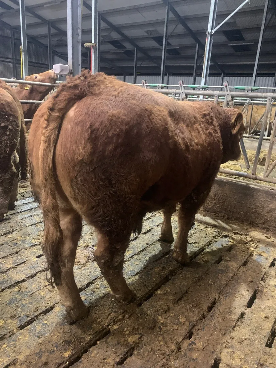 Limousine Bull’s - Image 3