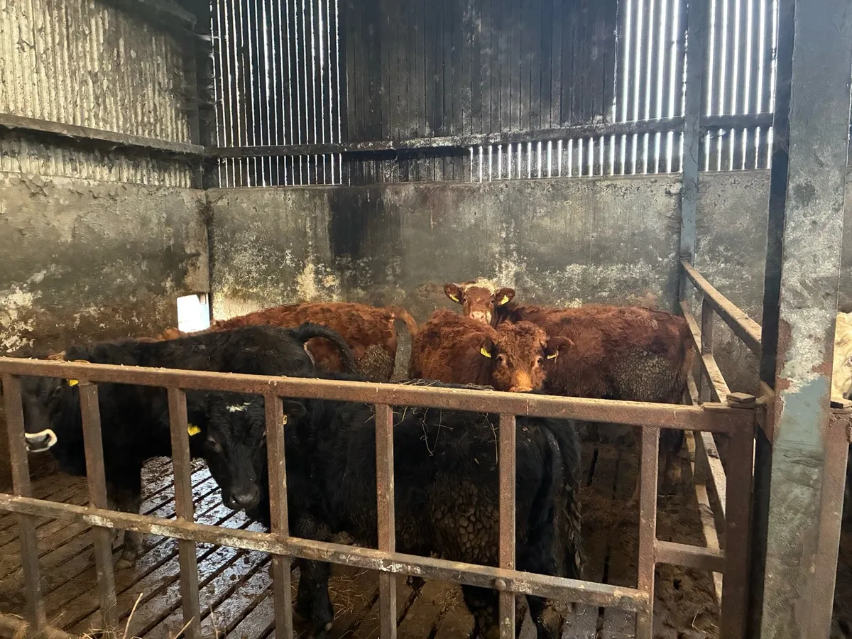Weanling bulls/ heifers - Image 1