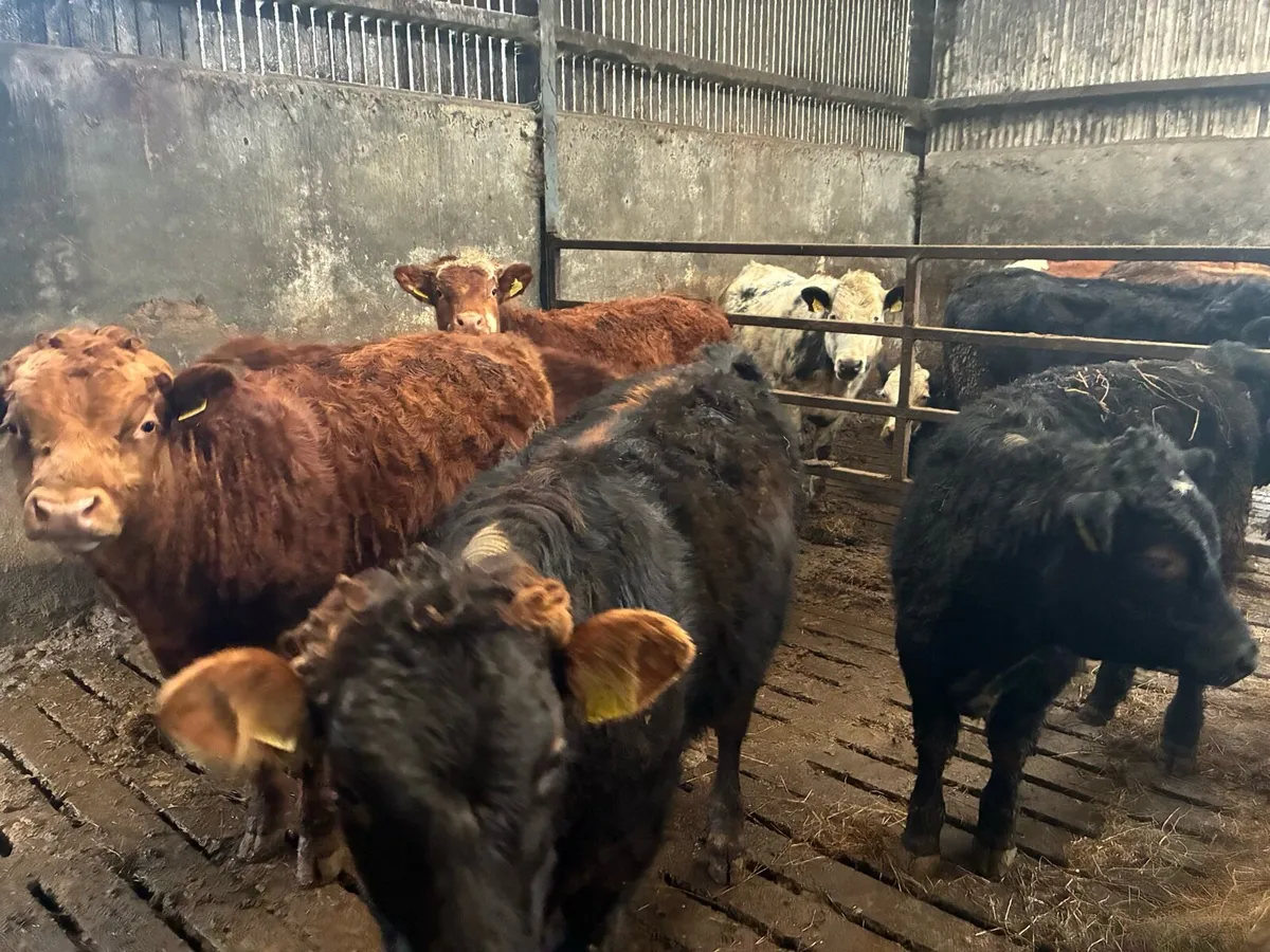 Weanling bulls/ heifers - Image 2