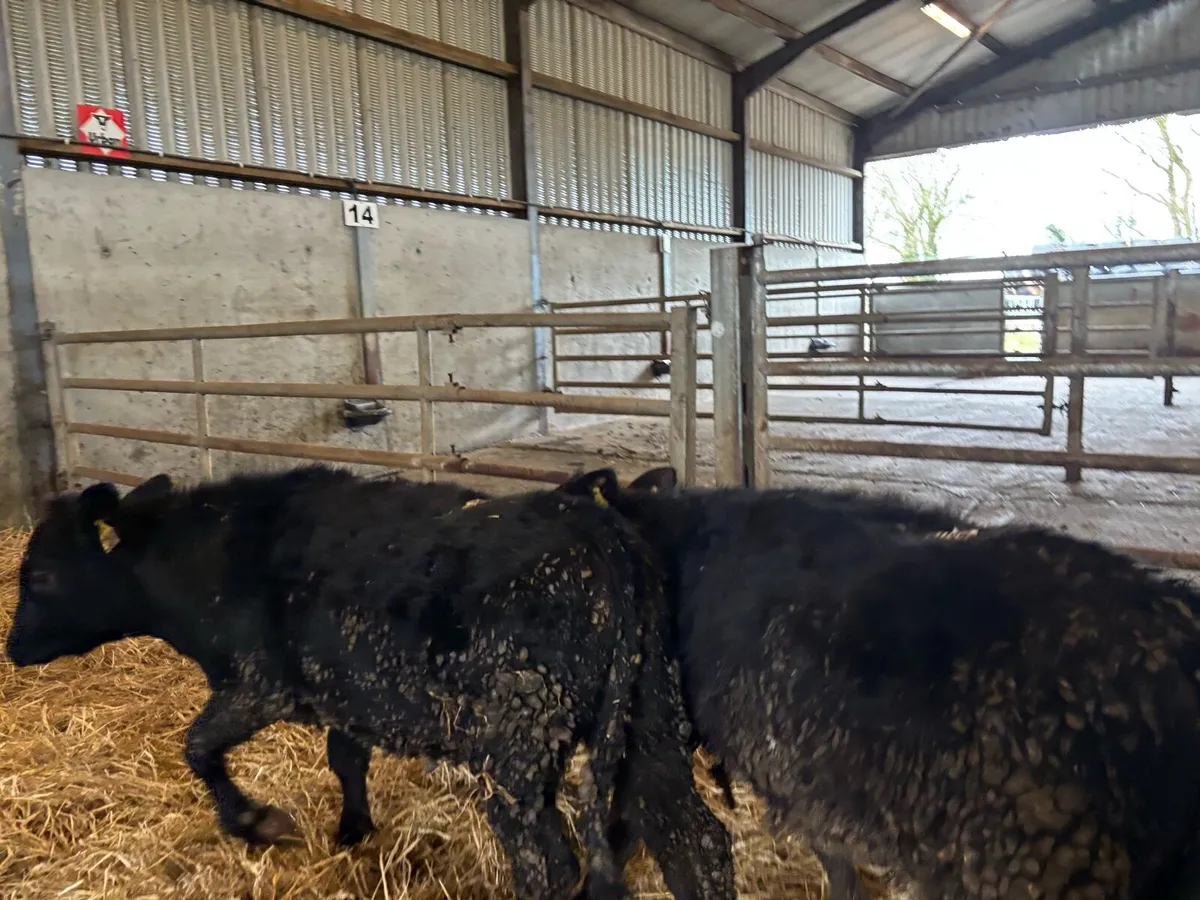 2 super Angus bull weanlings - Image 1