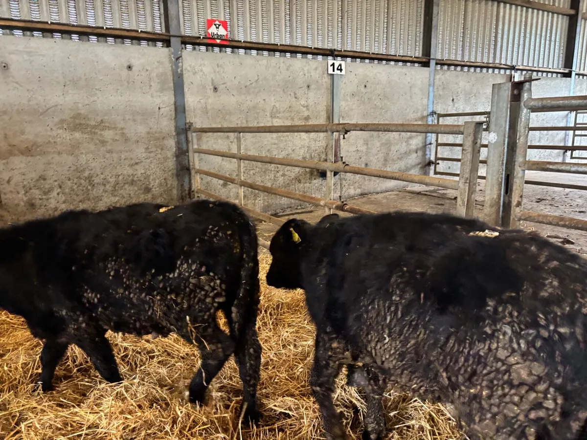 2 super Angus bull weanlings - Image 3