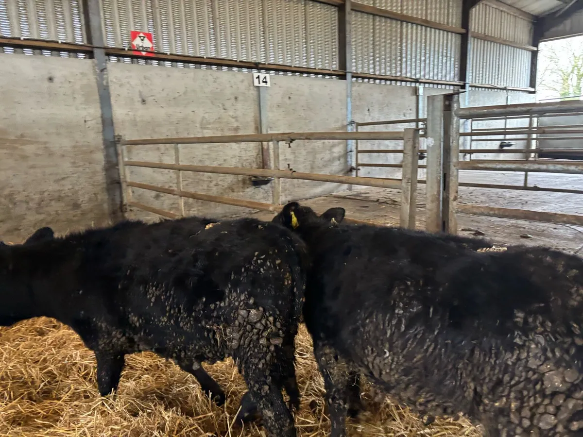2 super Angus bull weanlings - Image 4