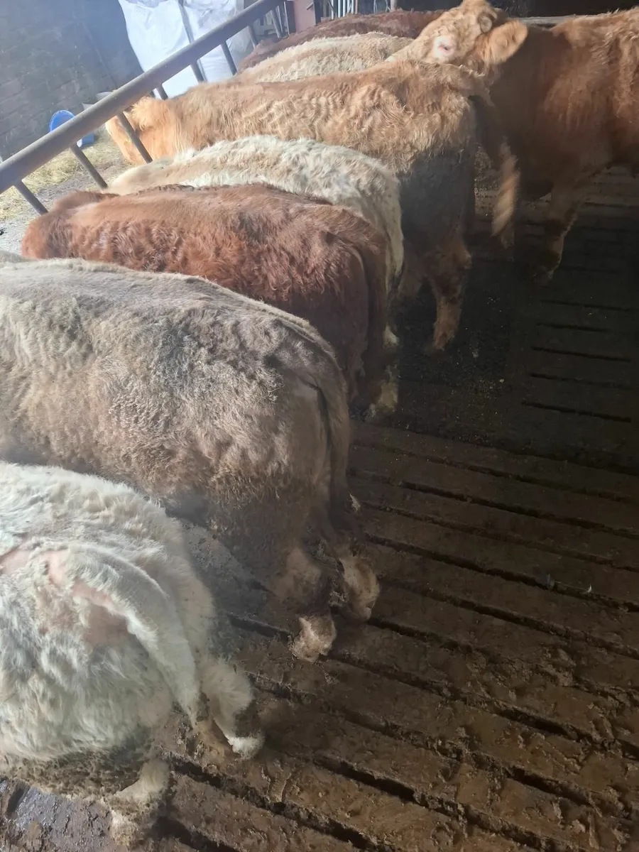 BULL WEANLINGS - Image 2