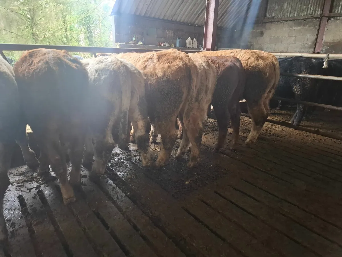 BULL WEANLINGS - Image 3