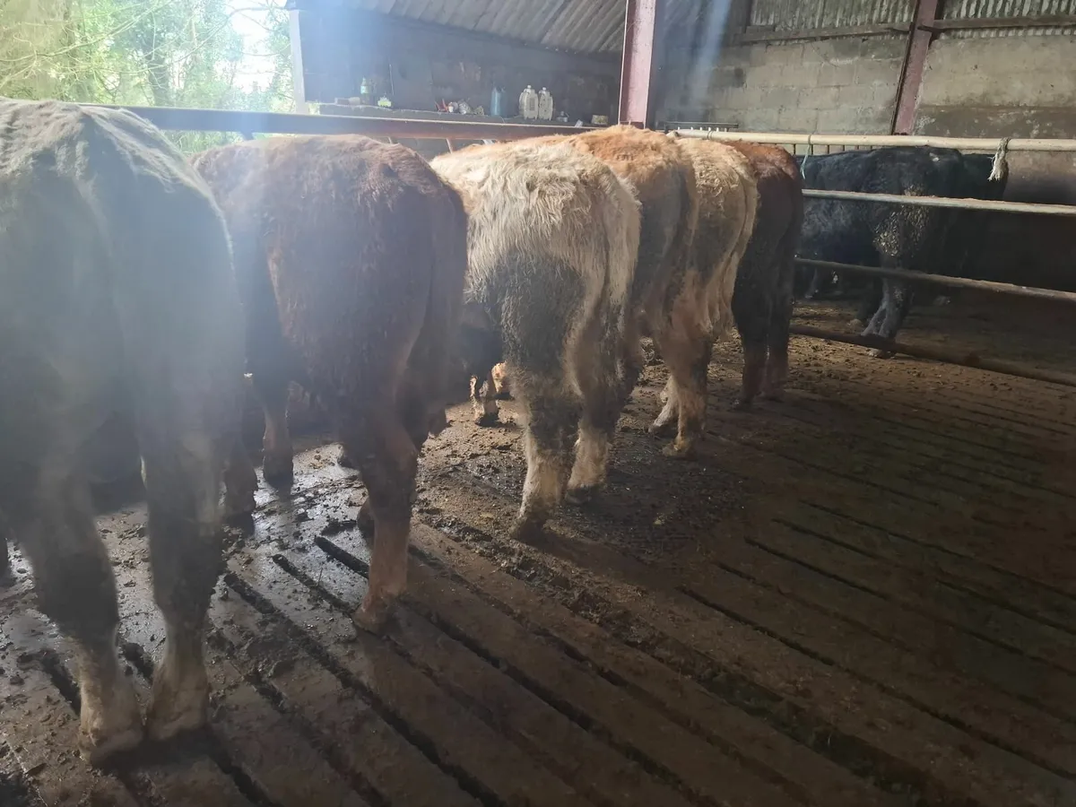 BULL WEANLINGS - Image 4