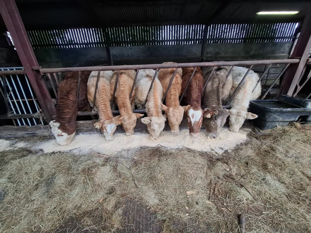 BULL WEANLINGS - Image 1