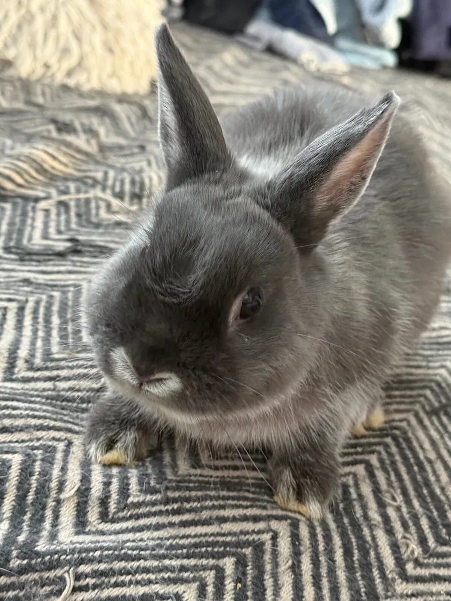 Dwarf rabbit