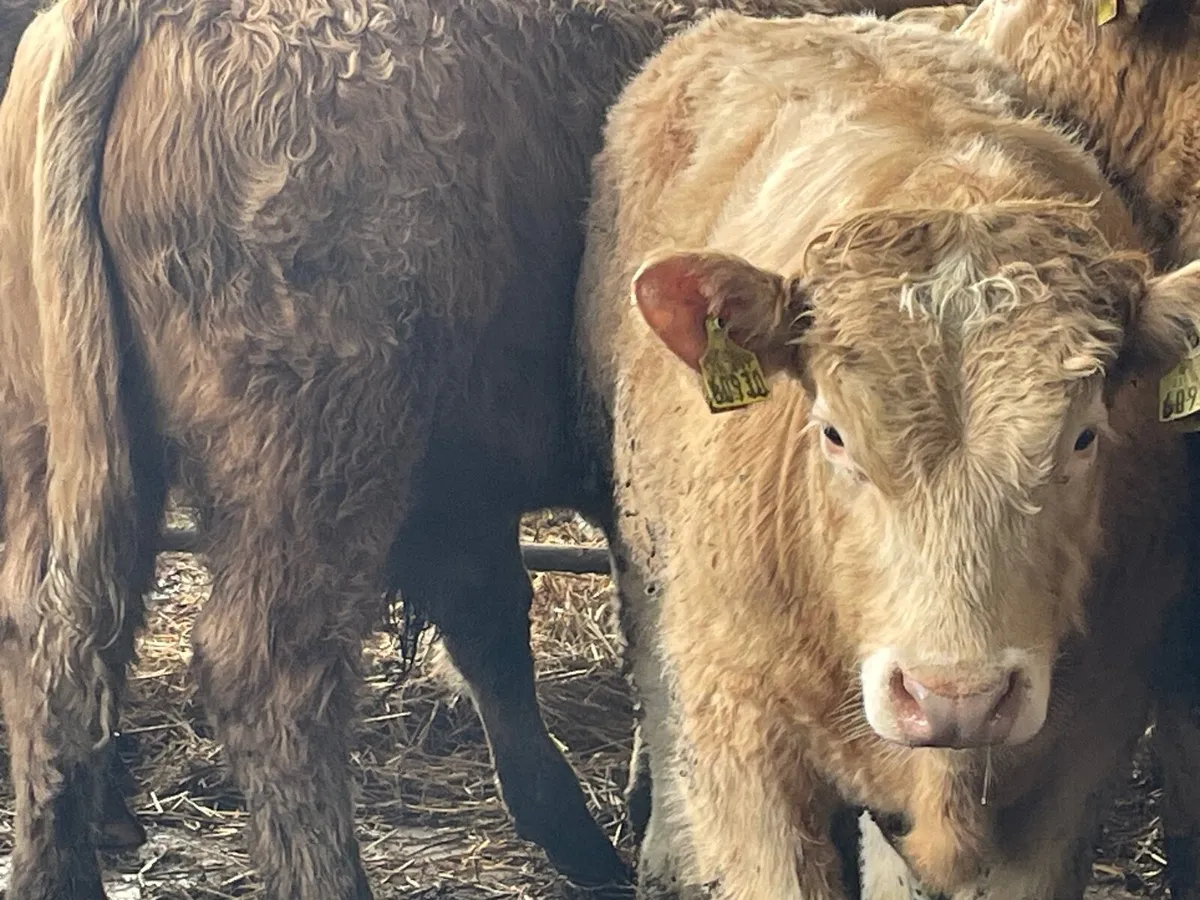 10 super Charlie bull Weanlings - Image 2