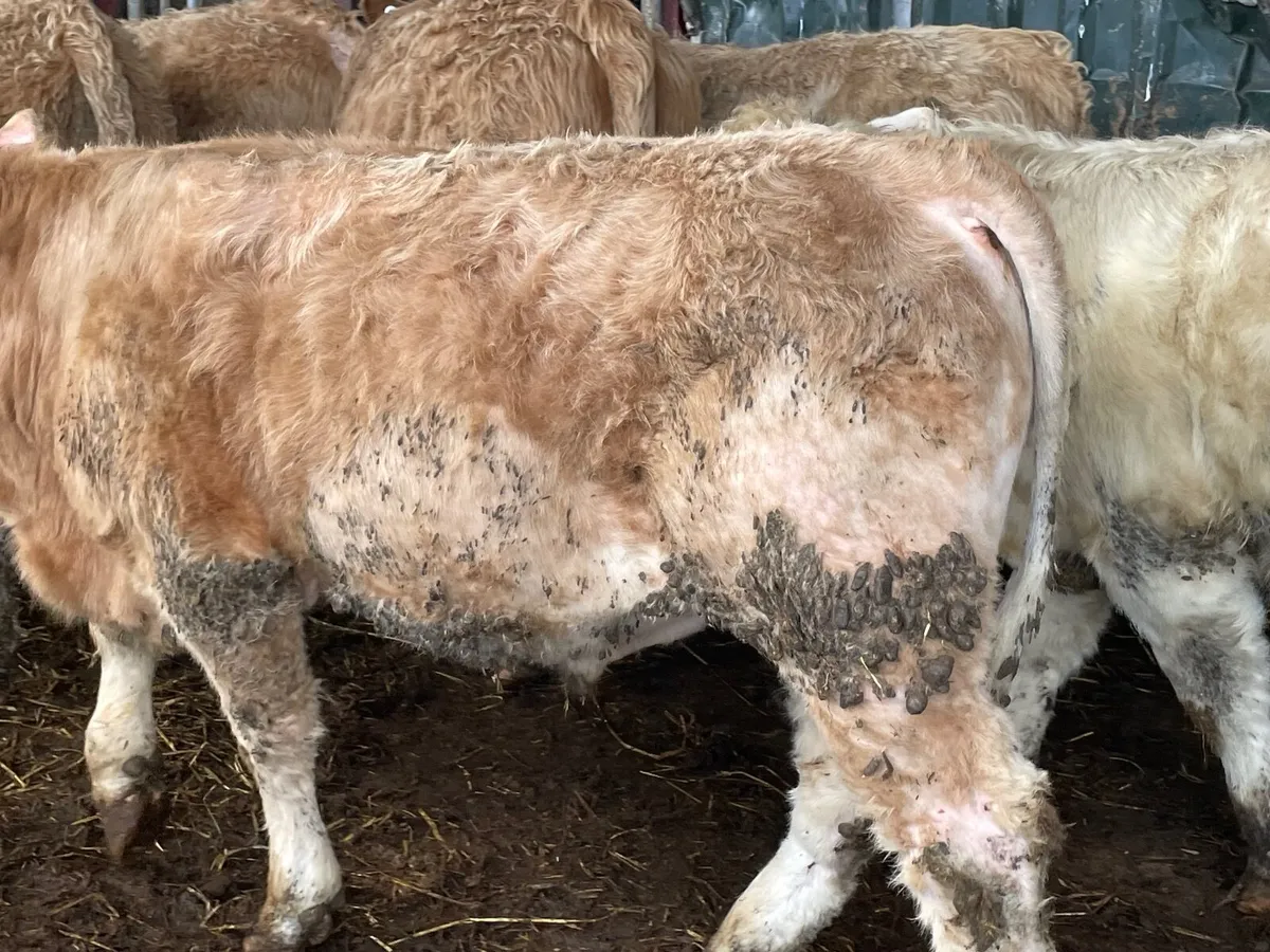 10 super Charlie bull Weanlings - Image 4