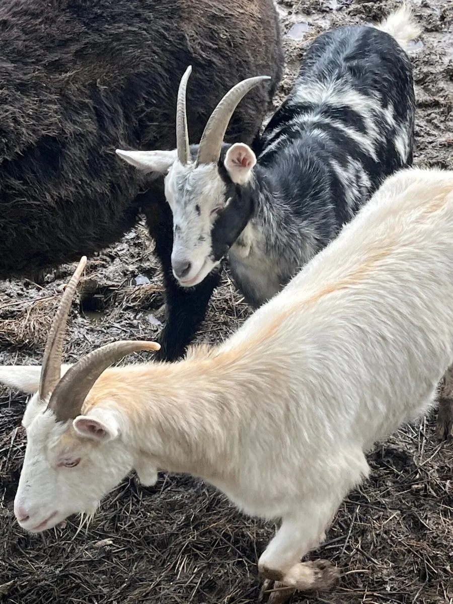 Goats - Image 1