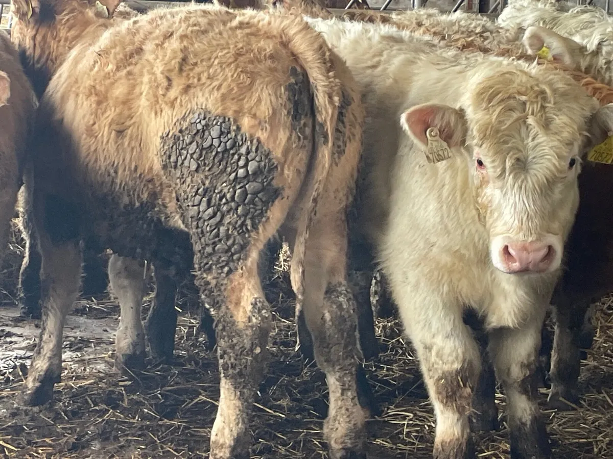 10 super Charlie bull Weanlings - Image 3