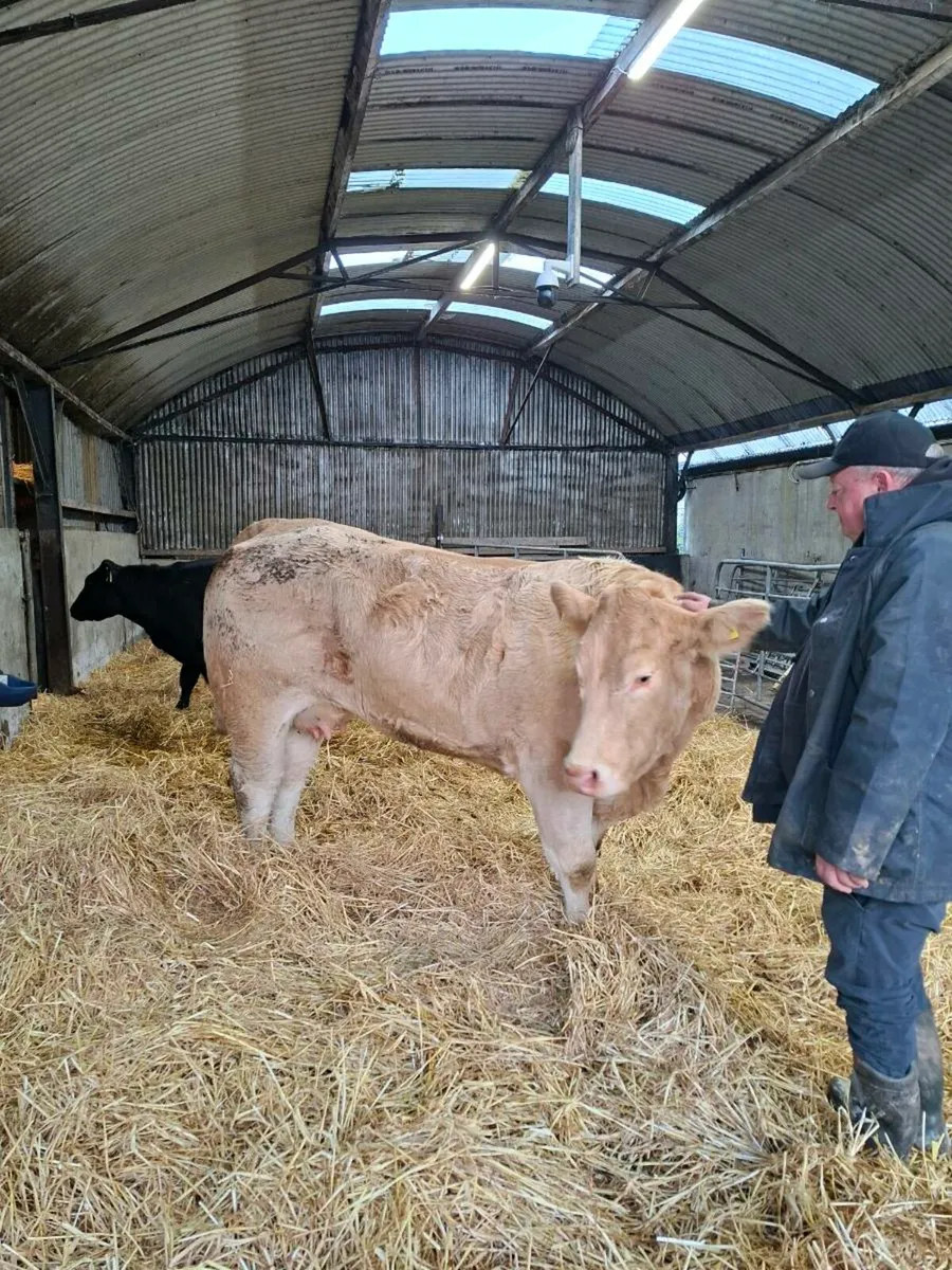 Outstanding foster cow - Image 1