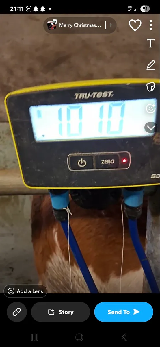 Outstanding foster cow - Image 2