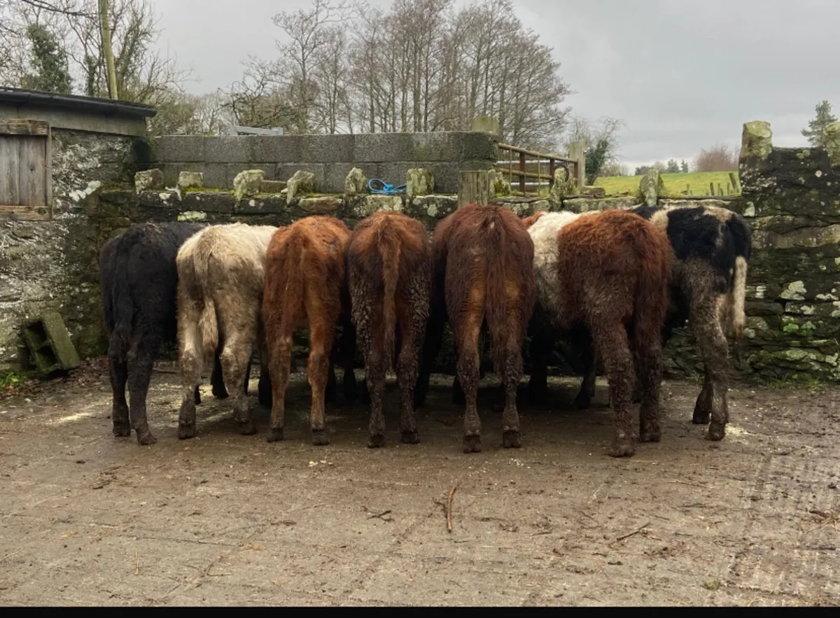 7 continental bull weanlings - Image 1