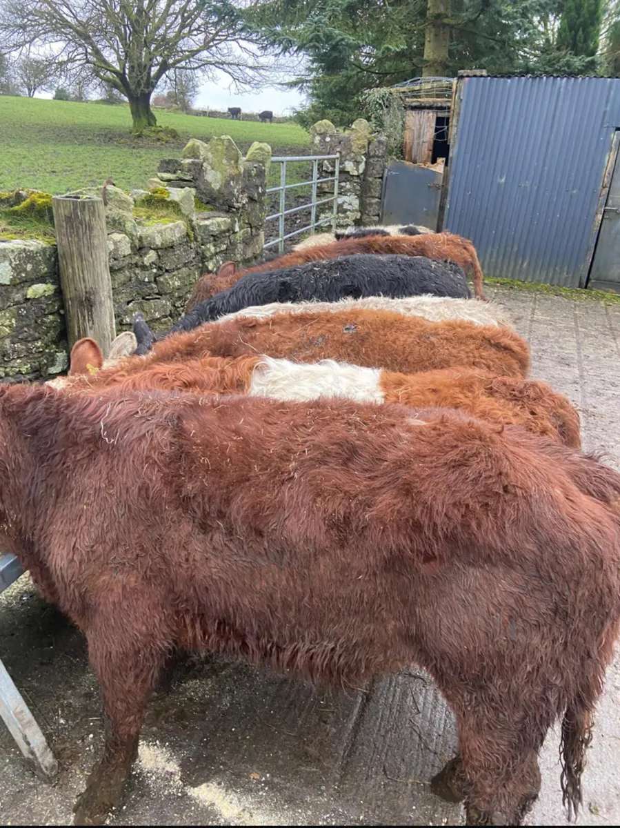 7 continental bull weanlings - Image 2